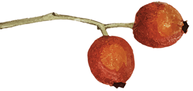 decocabeceraizquierda